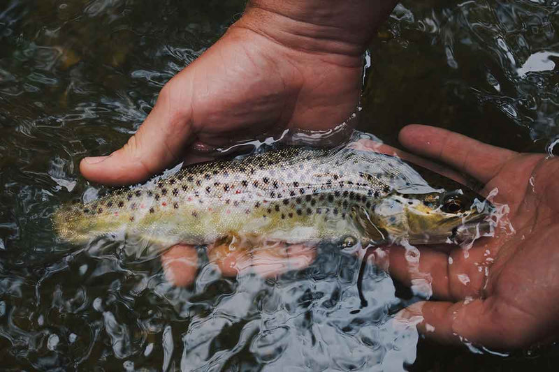 For the Love of the Ocean: Fish Stories from the Oregon Coast – Wolf and  Grizzly